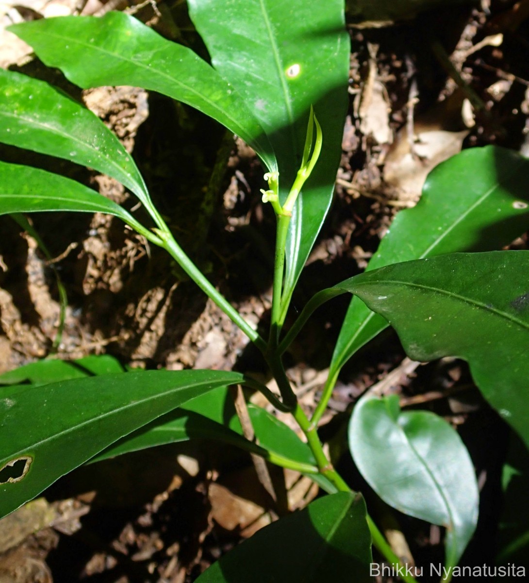 Excoecaria oppositifolia Griff.